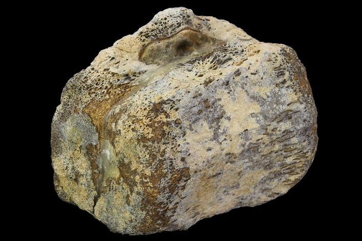 Fossil Hadrosaur (Kritosaurus) Vertebra - Texas #97795